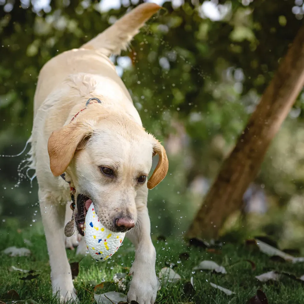 Talking Dog Club Bloom Rugby Indestructible Heavy Chew Toy for Dogs (White)